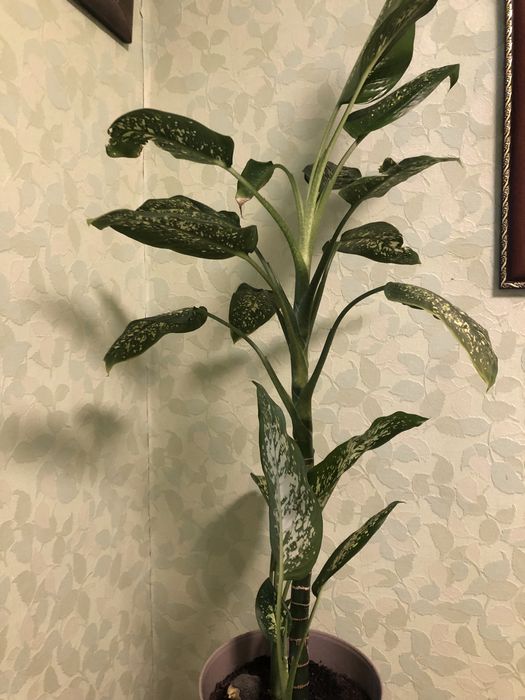 Дифенбахия пятнистая.