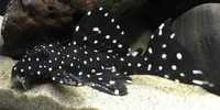 L-240 Galaxy pleco