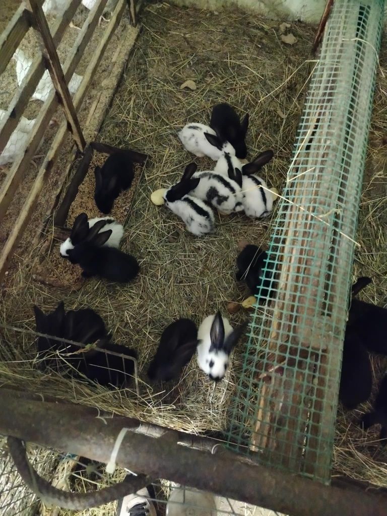 Króliki srokacze niemieckie i nie tylko.