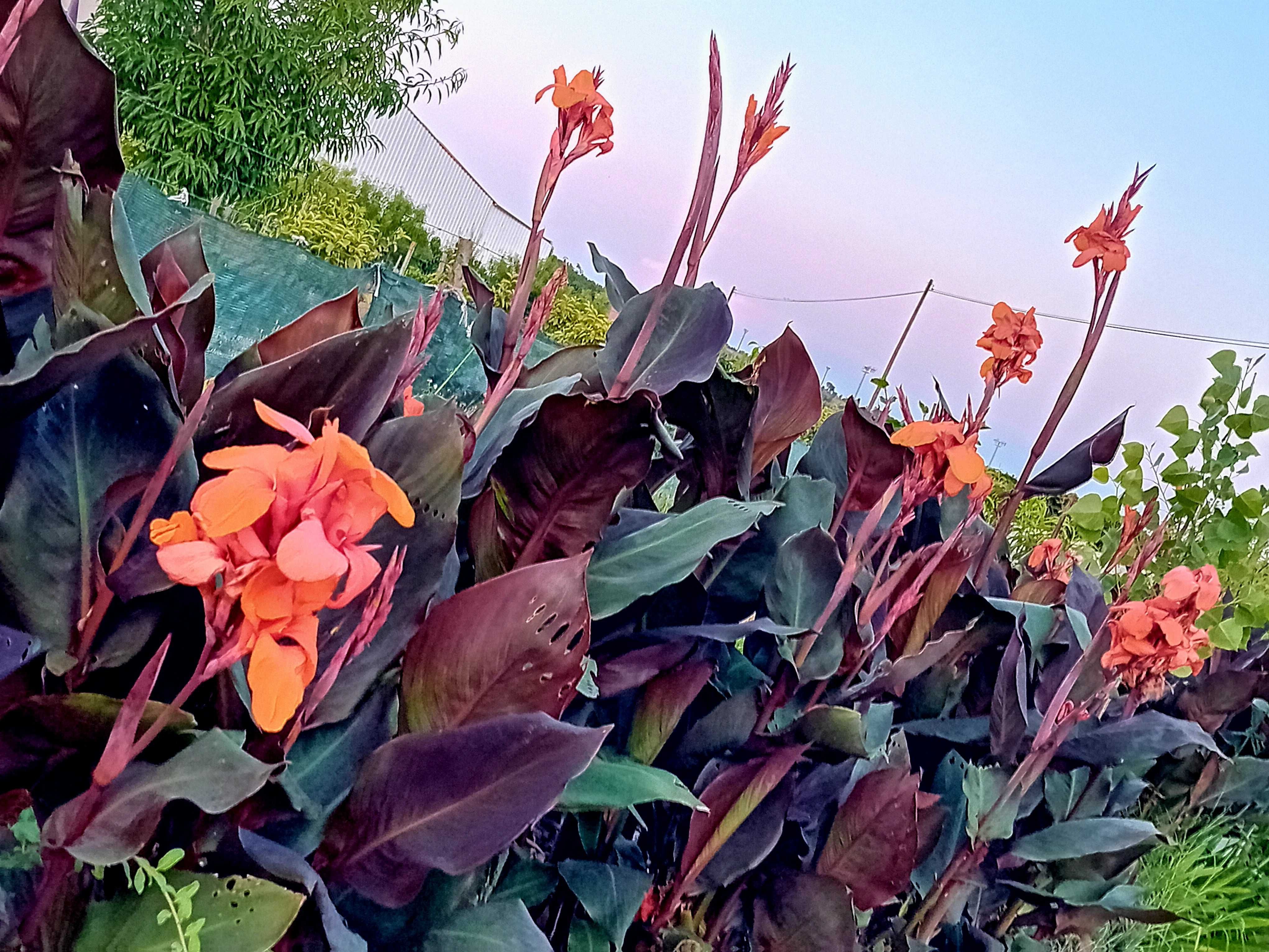 Canna Indica ou Cana da India folha variegada / roxa / verde