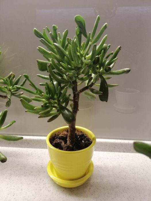 Денежное дерево разноцветных керамических горшках