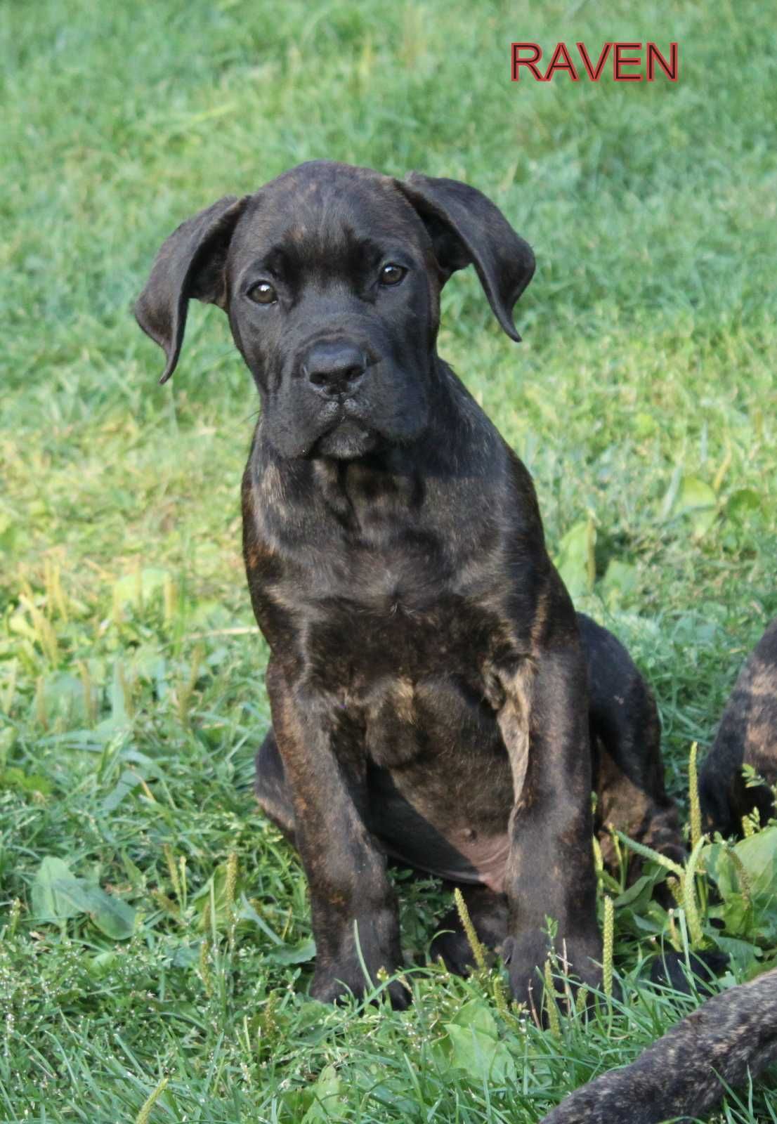 Cane Corso rod FCI RAVEN spokojny samczyk o przemiłym charakterze