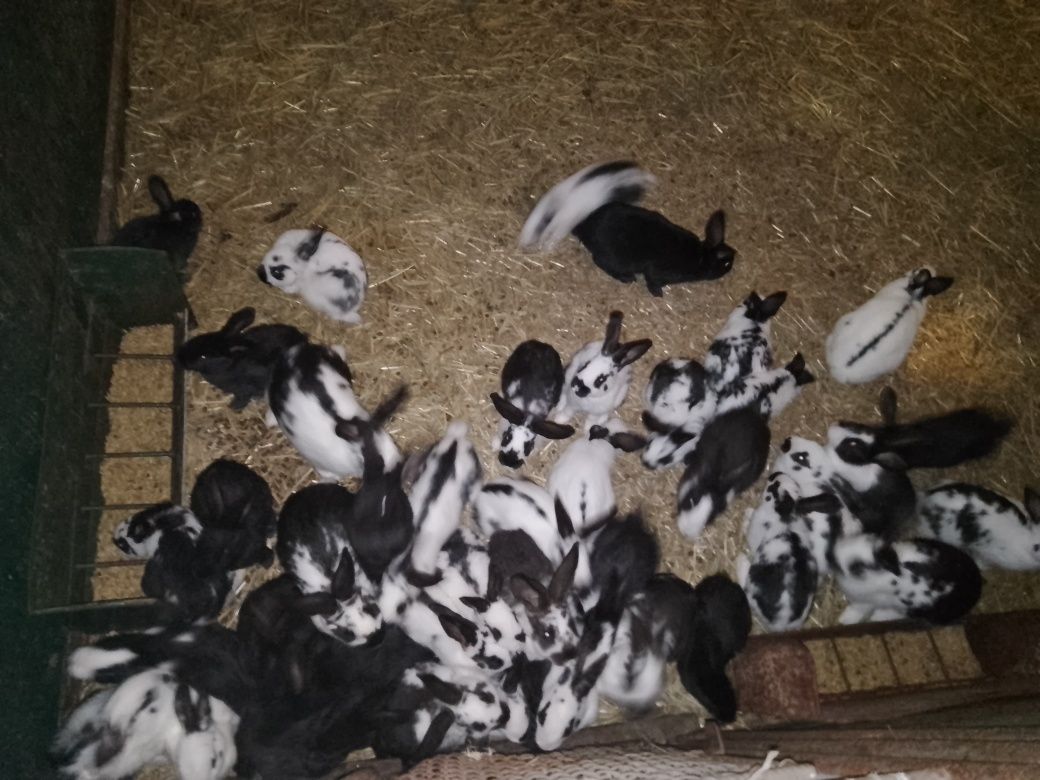 Sprzedam króliki młode od 6 tygodni do 5 miesięcy