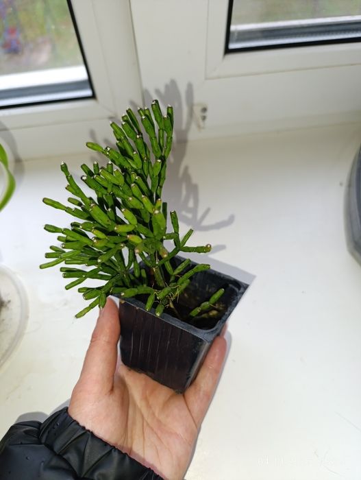 Кімнатна рослина, хатіора