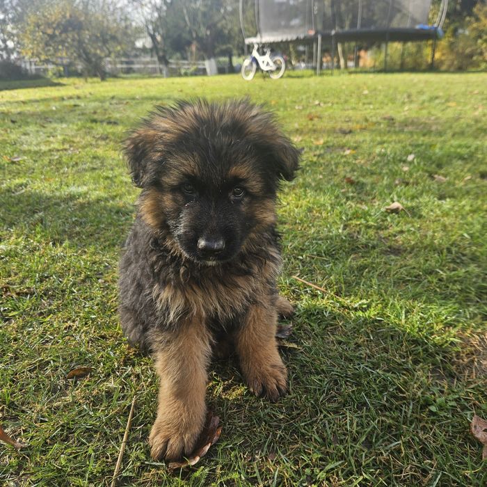 Szczeniak Owczarek Niemiecki