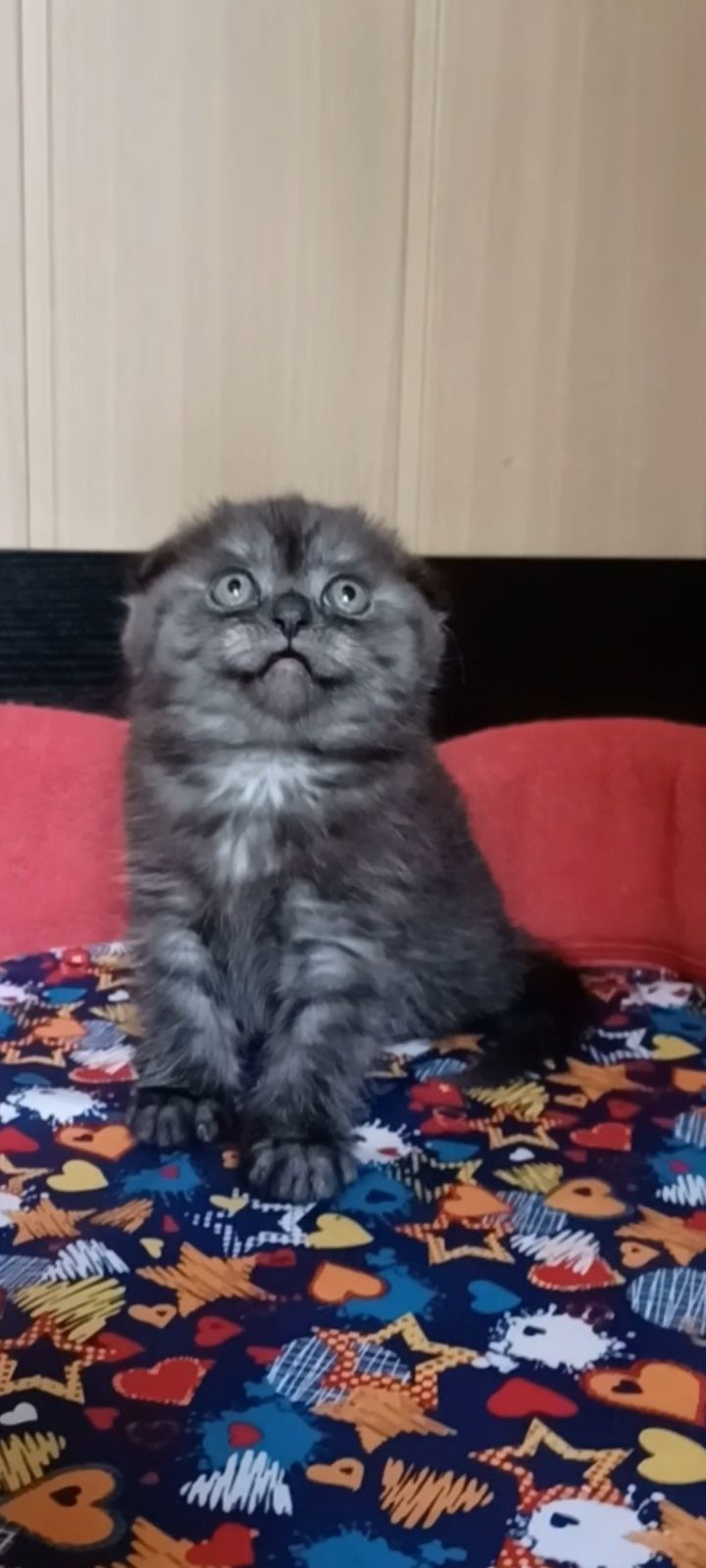 Вислоухая девочка