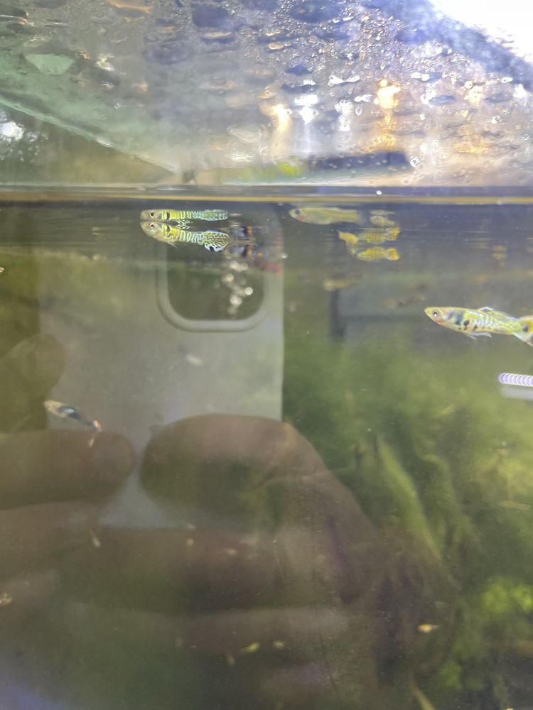 Guppys sortidos para venda