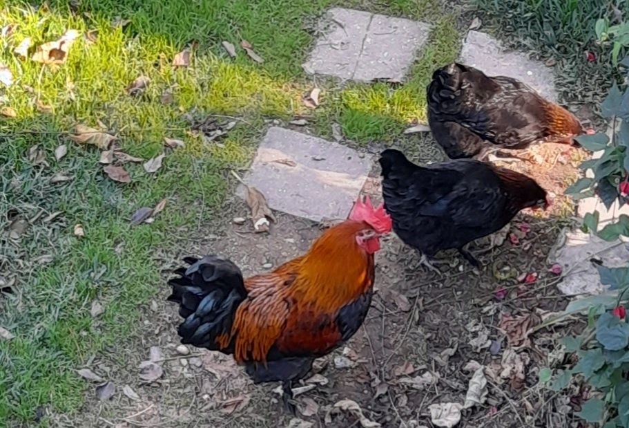 Ovos para incubação das seguintes aves...