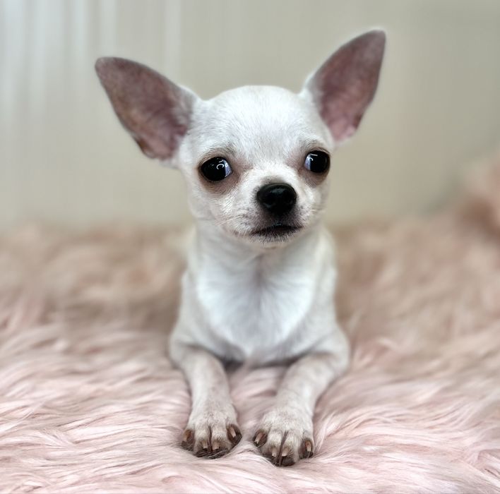 CHIHUAHUA MACHO MUITO PEQUENINO