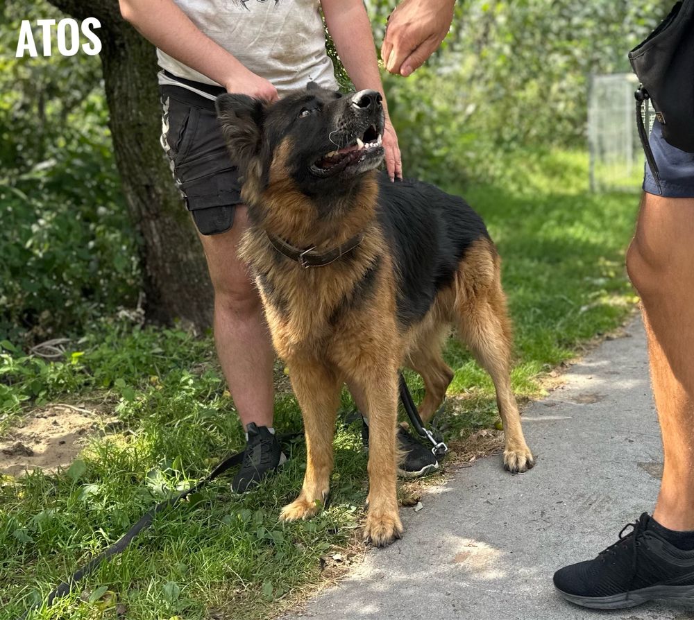 4 letni owczarek niemiecki Atos. Adopcja