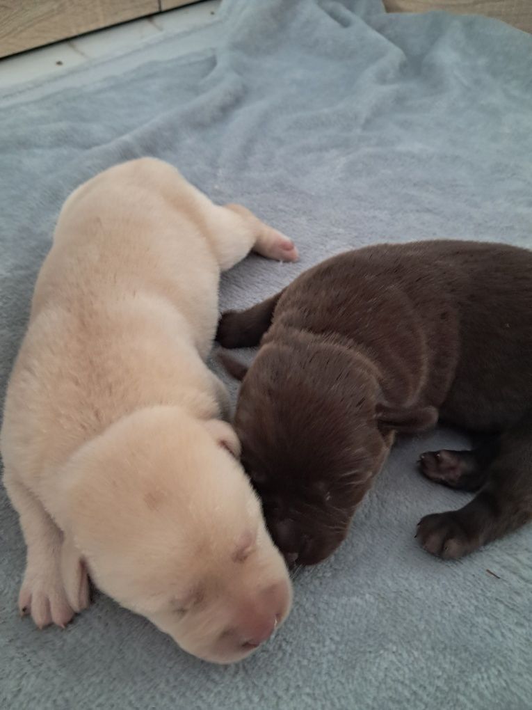 Labrador retriever