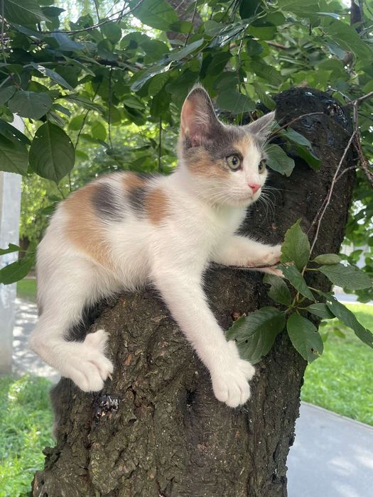 Отдам котенка трехцветку, 3 месяца, девочка