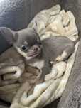 Chihuahua mini liliowy 3.5mies.Piesek