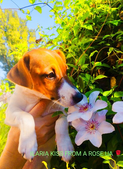 Чудова дівчинка шукає свій дім!