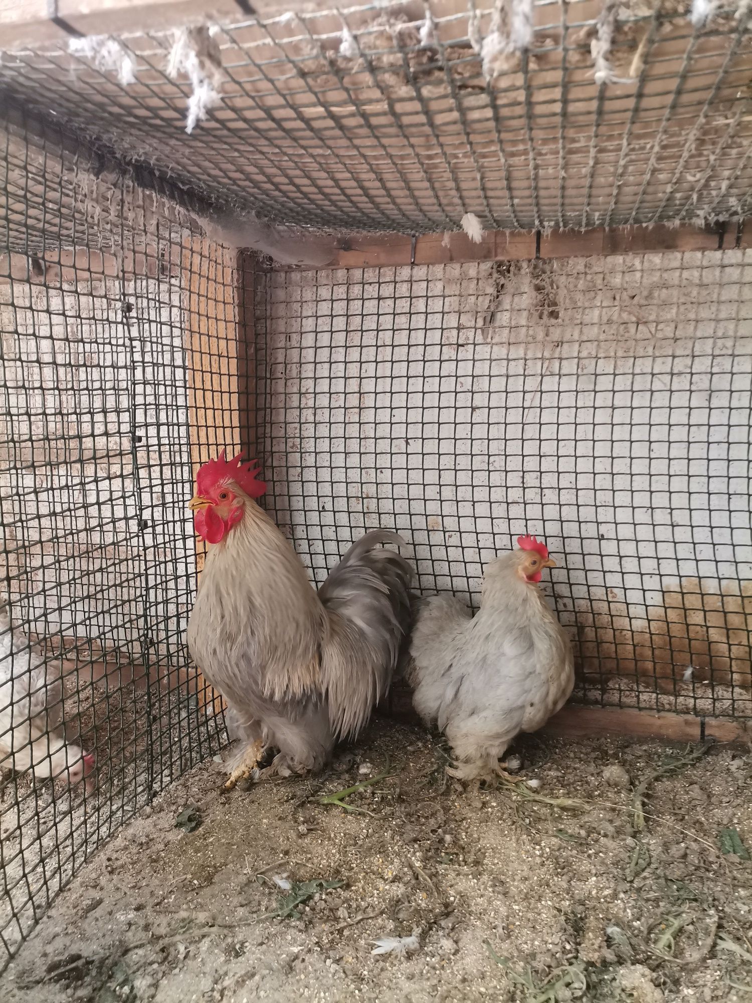Ovos Pekin galados