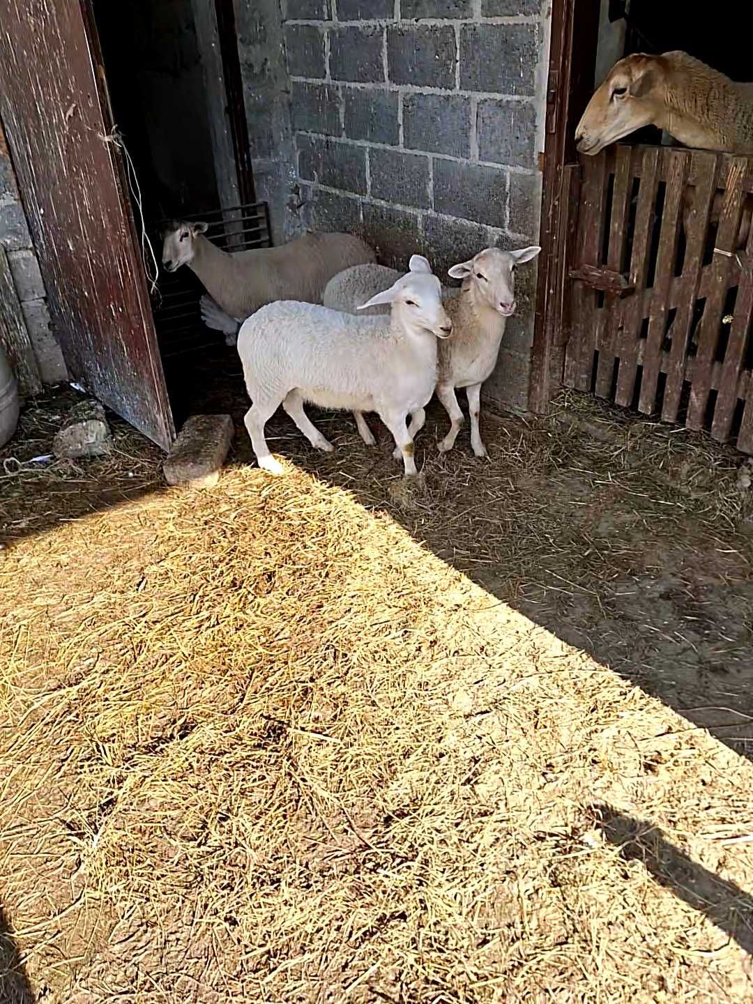 Sprzedam młode jagnieta nolana