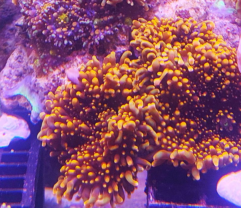 Ricordea yuma. Morskie