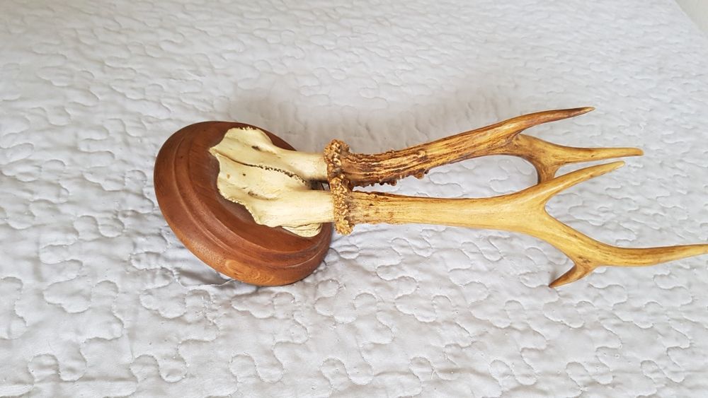 Poroże jelonka do dekoracji  mieszkania.