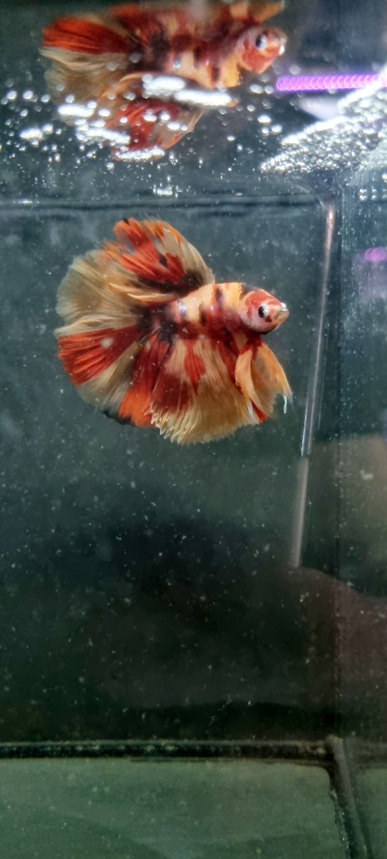 Bojownik HM nemo
