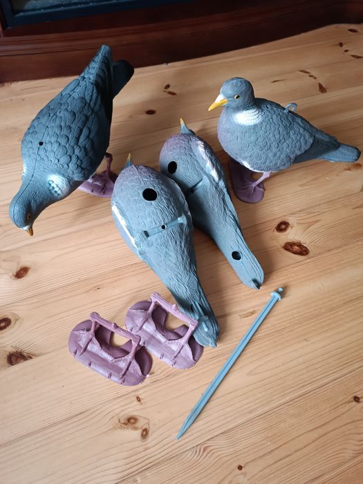 Оригінальні профіля голуба вяхірь,чучело голуба вяхирь.