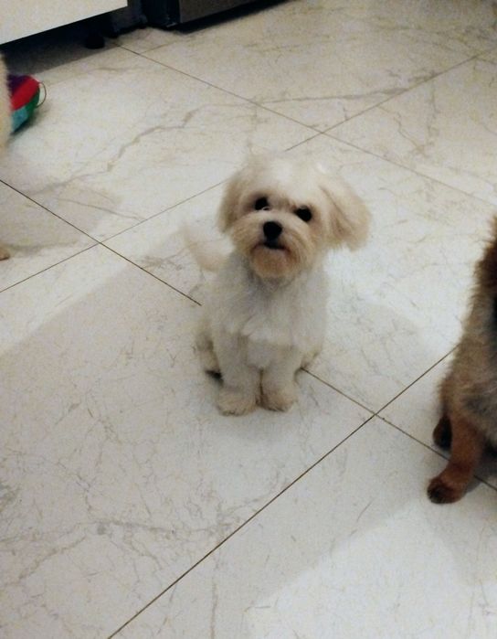 Maltańczyk z tych mniejszych diamencików