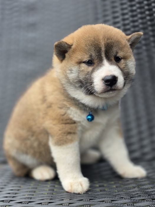 SHIBA INU piesek metryka szczeniak chip pies