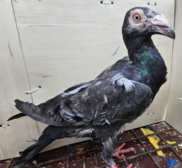 Gołębie listonosz polski