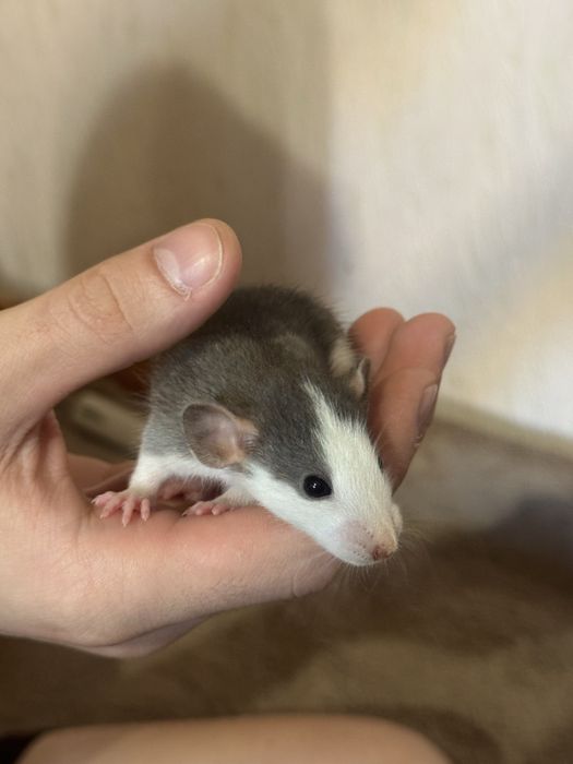 Крисенята декоративні Хаскі. Щури декоративні Хаскі