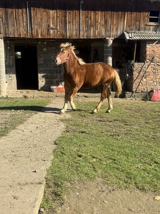 Źrebica zimnokrwista