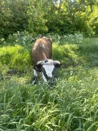 Корова дойная молочна
