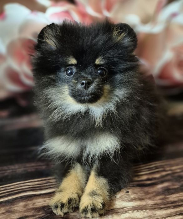 Роскошная любимочка, померанка.