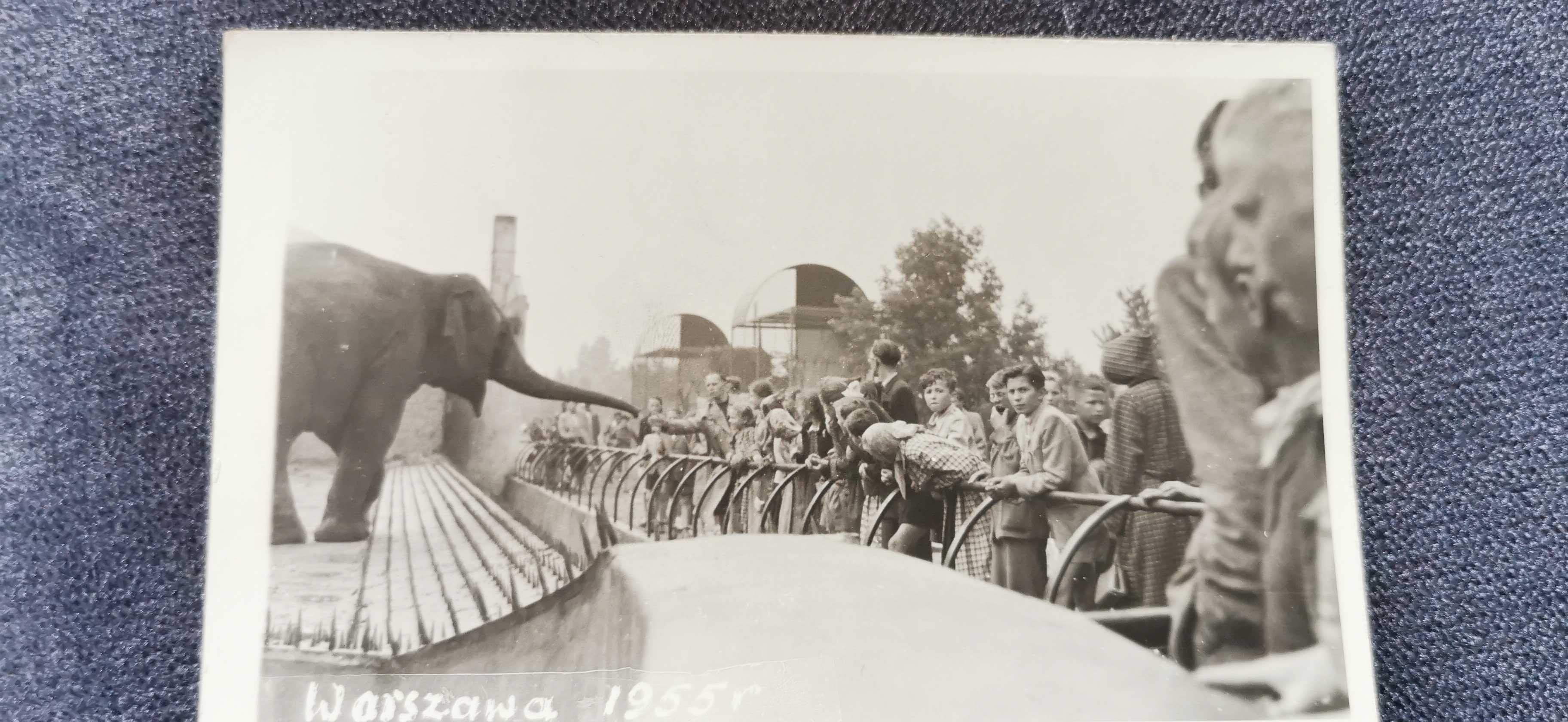 Warszawa Pocztówki, kartki z 1955r. Ogród zoologiczny. Oryginał