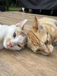 2 koty, kocur kot i kotka do adopcji