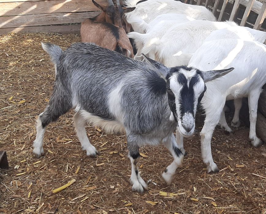 Альпийская коза год и 8 месяцев. Козы.