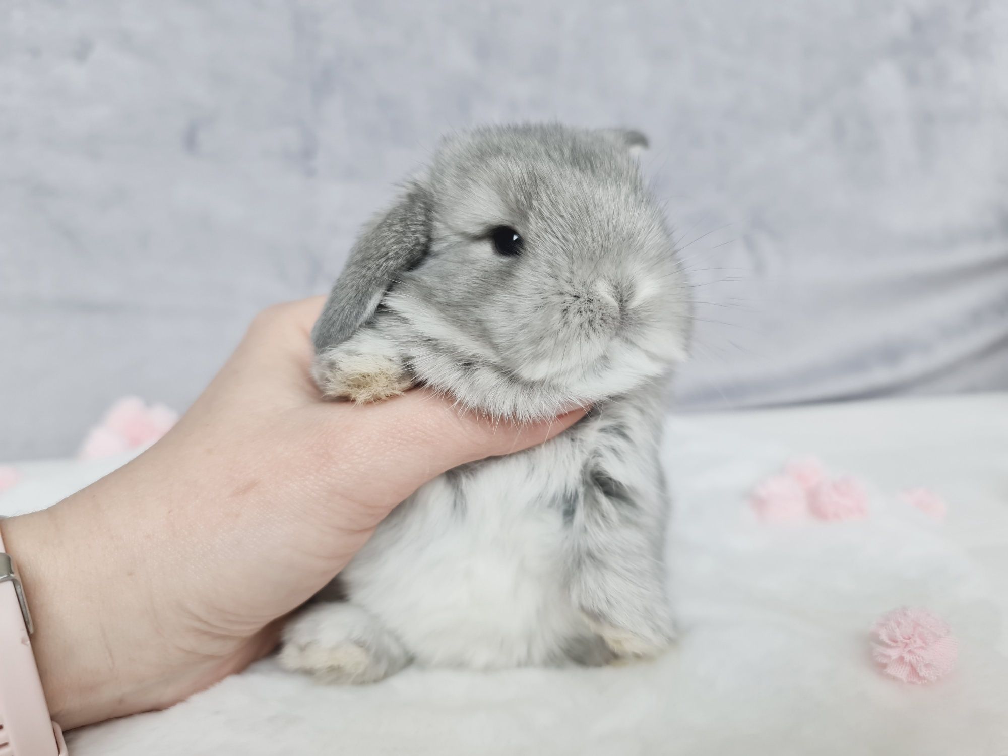 Mini lop królik kroliczek miniaturka baranek hodowla szczepienie