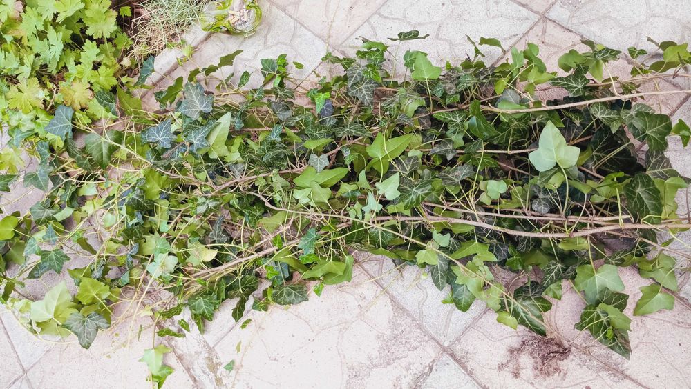 Вуличний вічнозелений плющ