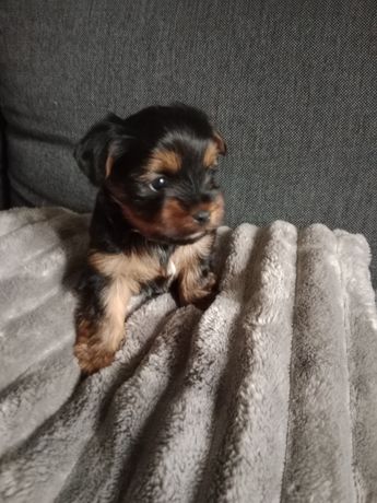 Piesek Yorkshire Terrier