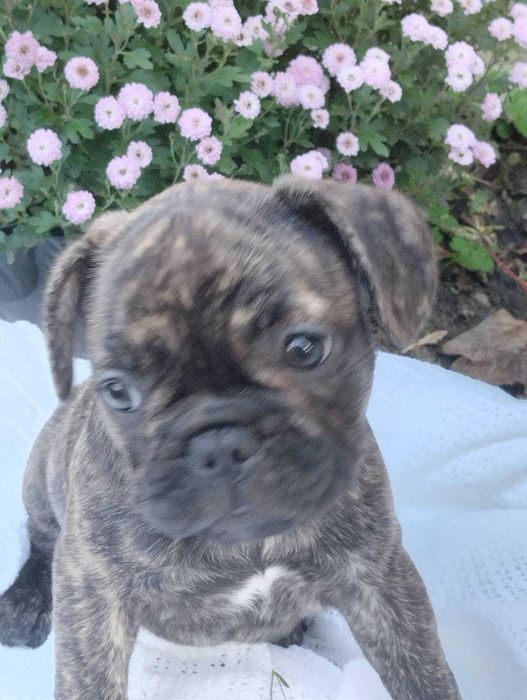 Французький бульдог