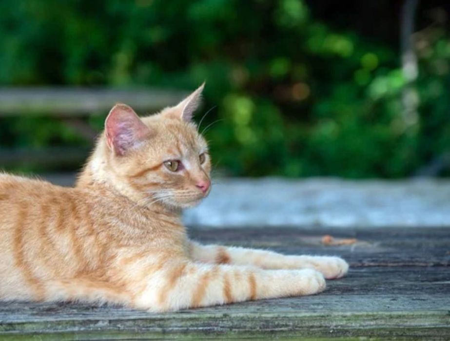 Красивые рыжие котята бесплатно