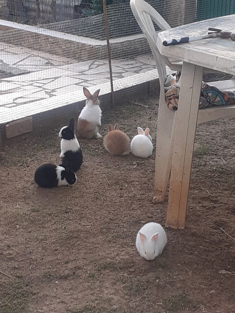 Coelhos anões fofos