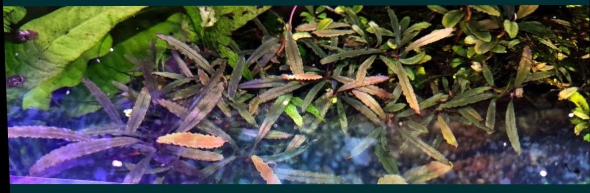 Bucephalandra red catherinae akwarystyczny rarytas!