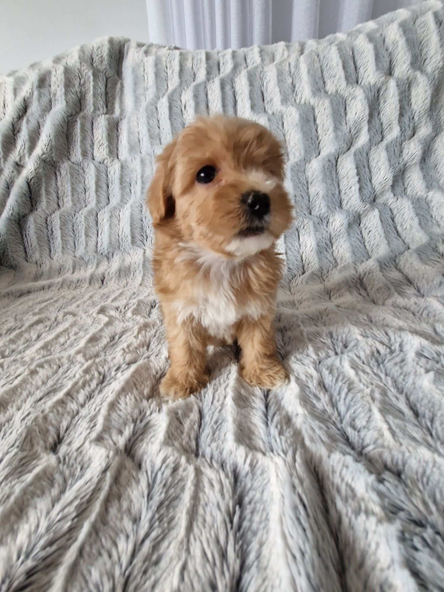 Maltipoo F1  ( mini ) suczka