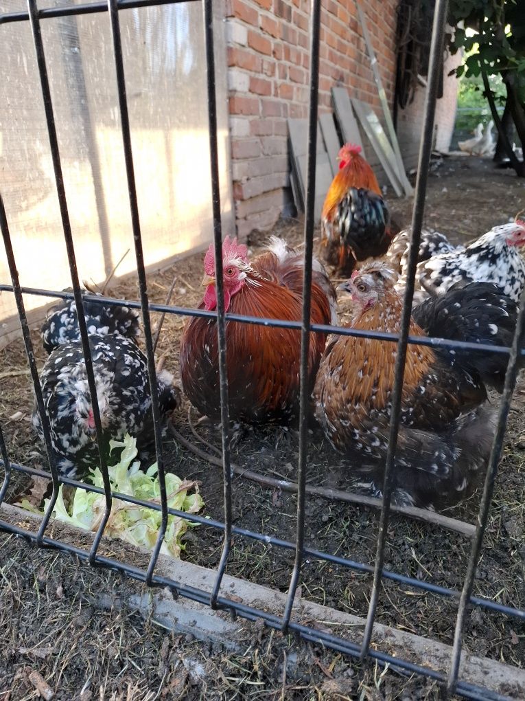 Kochinki kury i kogut
