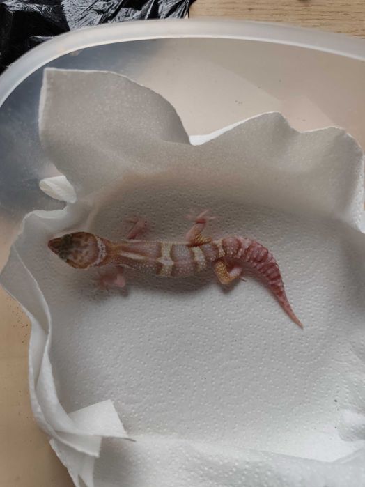 Sprzedam młodą samiczkę gekona lamparciego