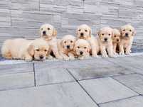 Szczeniak rasy Golden Retriever
