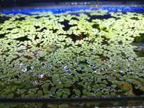 Salvinia natans .