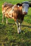 Sprzedam   krowe