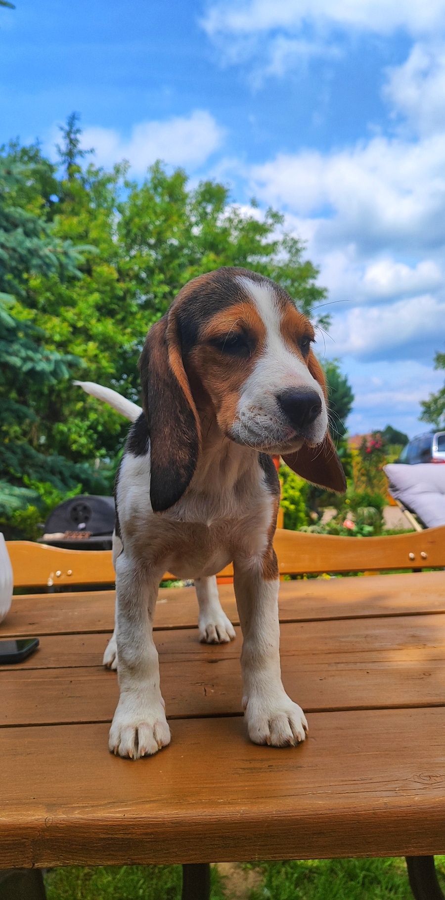 Śliczna Suczka Beagle  • GOTOWA DO ODBIORU •