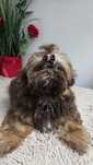 Shih Tzu czekoladowa Suczka