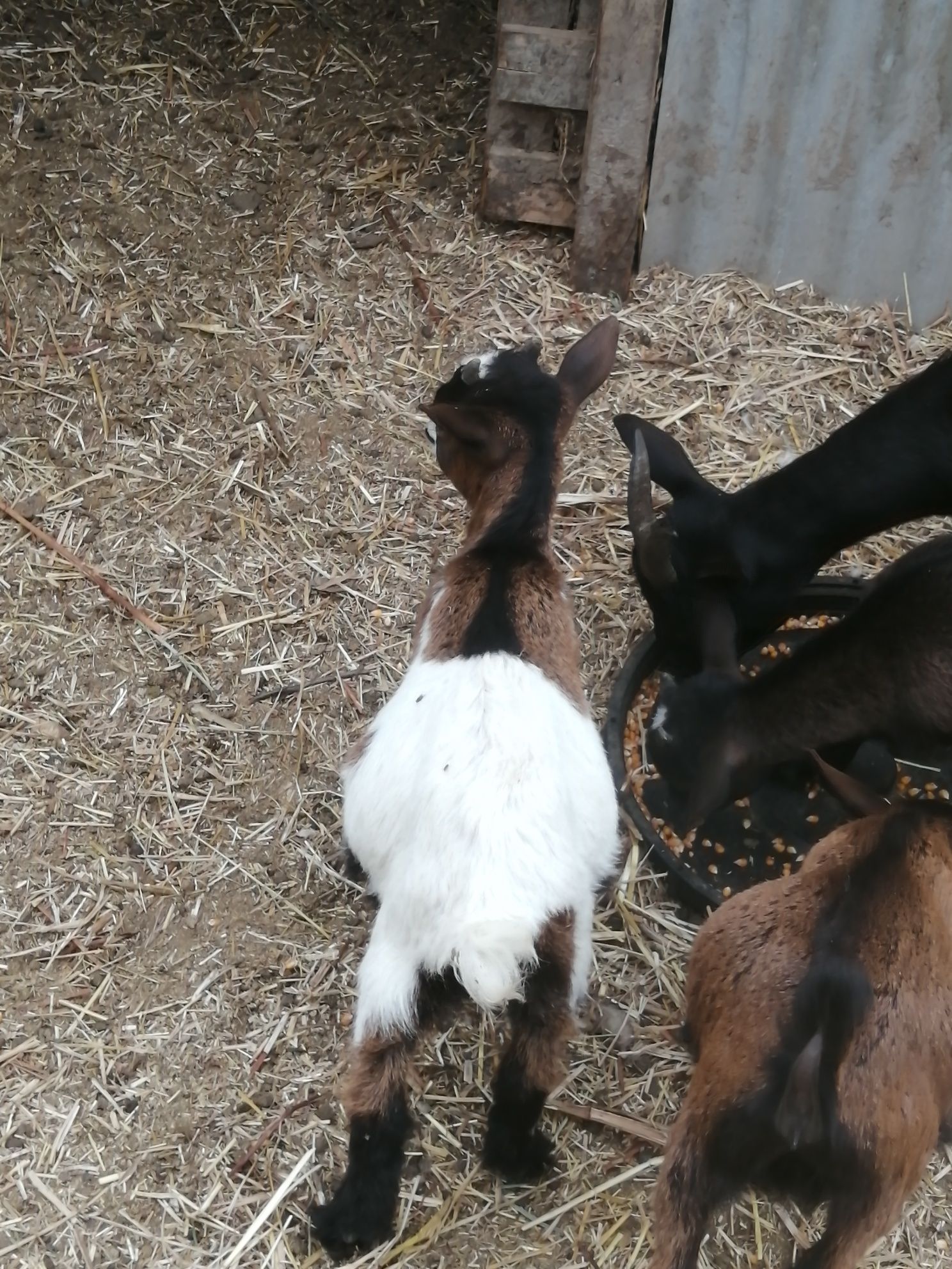 Cabras anãs machos e fêmeas